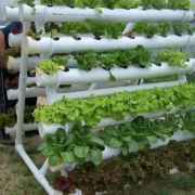 أفكار مبتكرة للزراعة بالمنزل