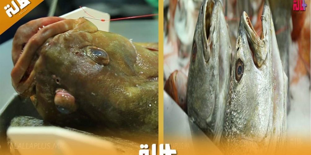 بمعرض الصيد البحري بأكادير.. أنواع من الأسماك باهظة الثمن تستخرج من شواطئ الجنوب (فيديو)
