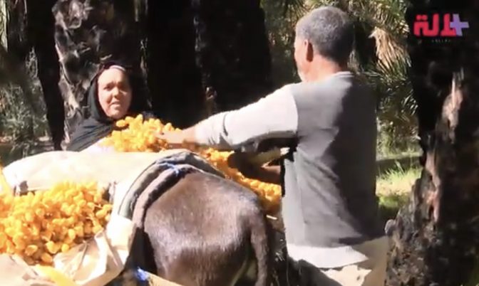 يجنيان قوتهما اليومي من بيع التمر.. كوبل مغربي خصص حياته للعناية بالنخيل (فيديو)