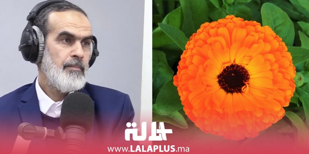 يعالج مختلف مشاكل البشرة.. كريم تجميلي من زهرة الأقحوان (فيديو)