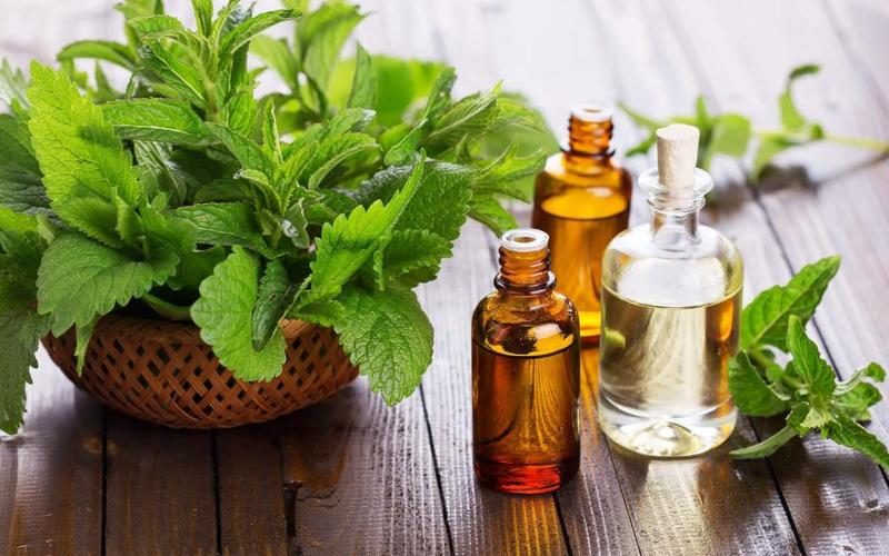 يخلص من حب الشباب ويرطب البشرة.. فوائد زيت شجرة الشاي