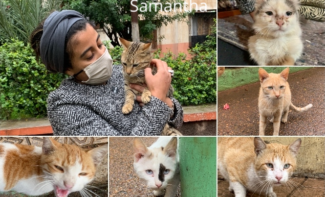 إنسانية من نوع آخر.. شابة تطلق حملة لإنقاذ قطط من الموت جوعا خلال أزمة كورونا