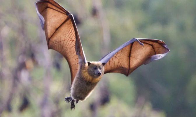 في الخفافيش.. اكتشاف مستوى عالٍ من الأجسام المضادة لفيروس كورونا