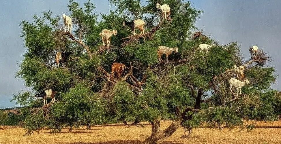 مناسبة هي الأولى من نوعها.. المغرب والأمم المتحدة يحتفلان بـ »اليوم العالمي لشجرة الأركان »