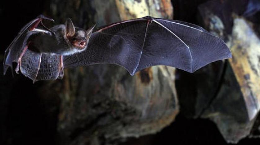 من أخطر الفيروسات في العالم.. تفشي فيروس « نيباه » في الهند