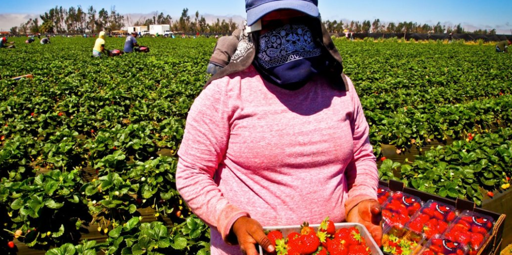 الفوج الأول.. وصول عاملات الفراولة إلى ميناء طنجة