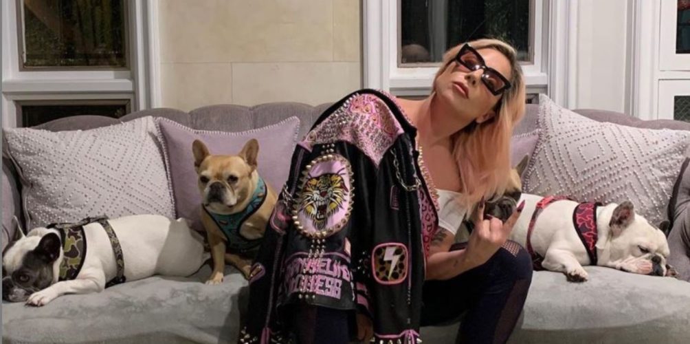 خطف كلبيْ ليدي غاغا.. 21 عاما سجنا لشاب عشريني