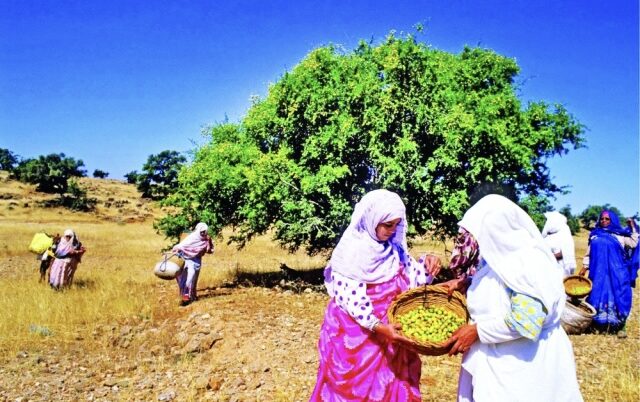 بمقر الأمم المتحدة بنيويورك.. احتفال باليوم العالمي لشجرة الأرگان