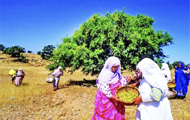 بمقر الأمم المتحدة بنيويورك.. احتفال باليوم العالمي لشجرة الأرگان